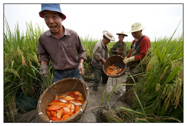 在農(nóng)業(yè)文化遺產(chǎn)中汲取鄉(xiāng)村振興的力量