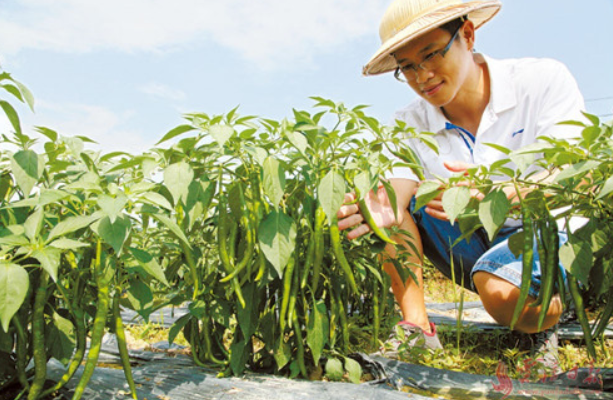 鄉村振興缺人才，加強推進人才走進鄉村