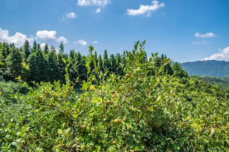 揭開“身世”之謎！我國(guó)科學(xué)家成功破譯油茶遺傳密碼