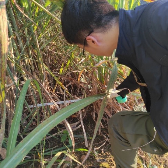 中國農大研發新農機助云南山地甘蔗收割